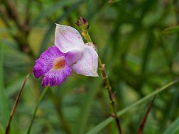 Gardensbythebay00008